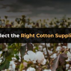 How to Select the Right Cotton Supplier in India